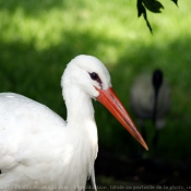 Photo de Cigogne