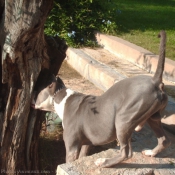 Photo d'American staffordshire terrier