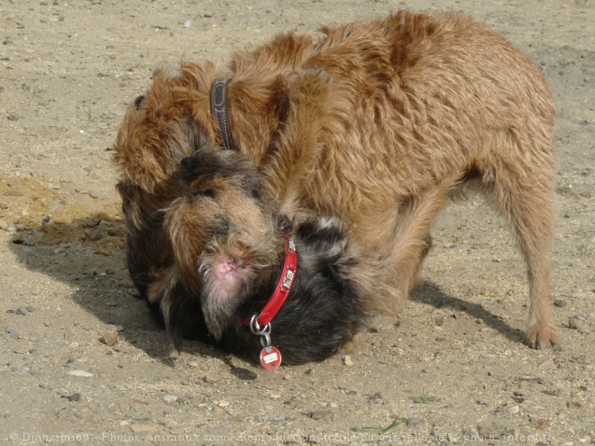 Photo de Border terrier