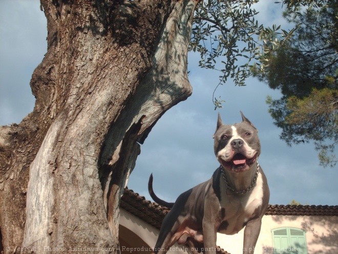 Photo d'American staffordshire terrier