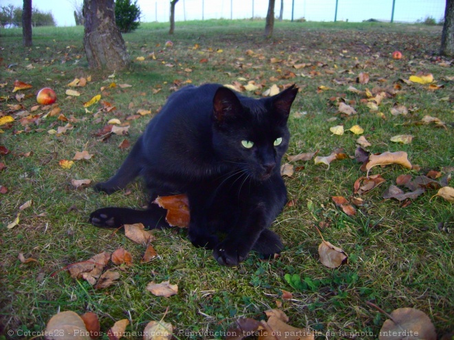 Photo de Chat domestique