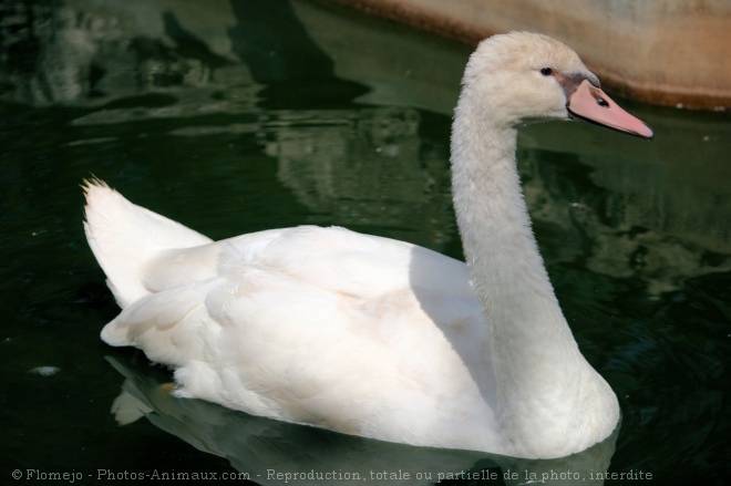 Photo de Cygne