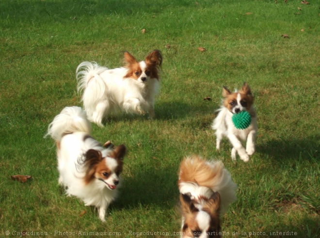 Photo d'Epagneul nain papillon