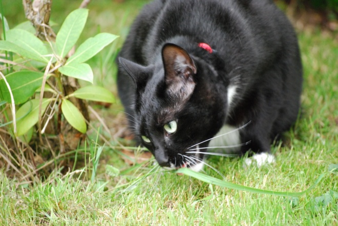 Photo de Chat domestique