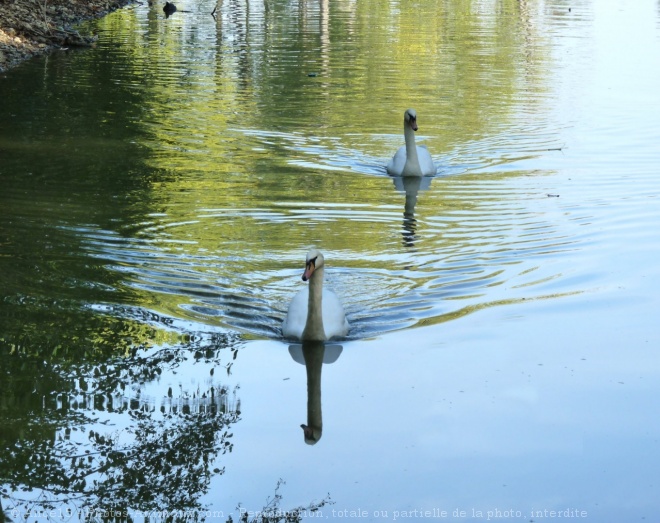 Photo de Cygne