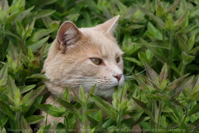 Photo de Chat domestique