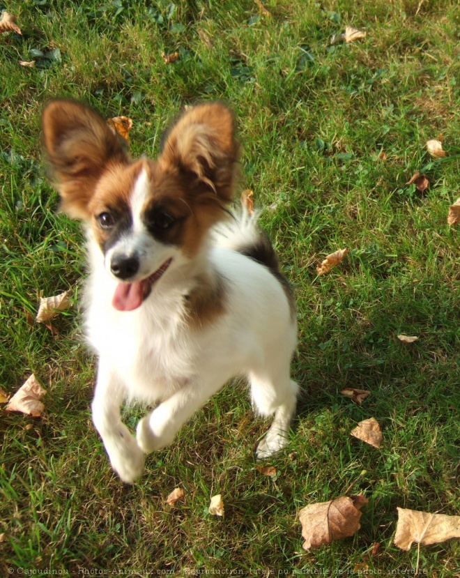 Photo d'Epagneul nain papillon