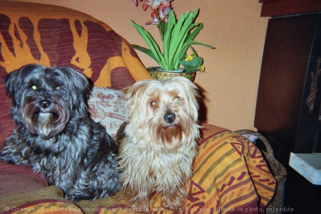 Photo de Yorkshire terrier