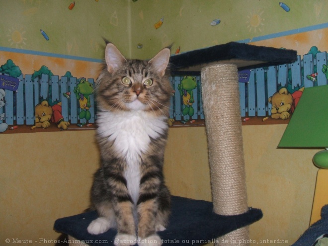 Photo de Maine coon