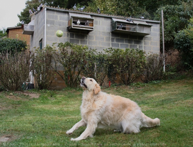 Photo de Golden retriever