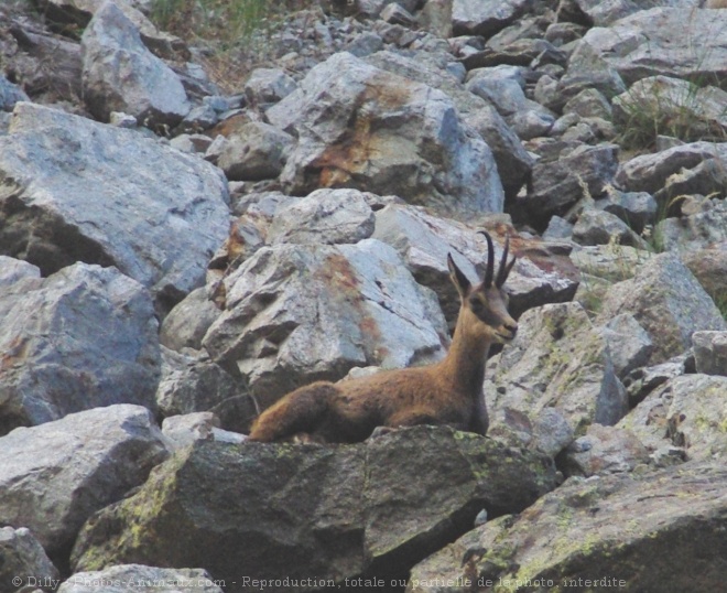 Photo de Chamois