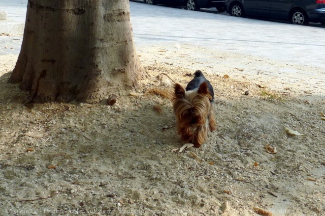 Photo de Yorkshire terrier