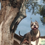 Photo d'American staffordshire terrier