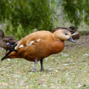 Photo de Canard tadorne casarca