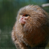 Photo de Singe - ouistiti pygme