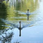 Photo de Cygne