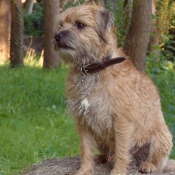 Photo de Border terrier