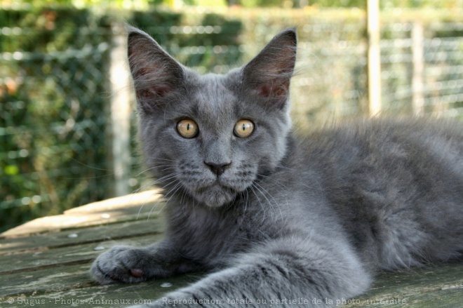 Photo de Maine coon