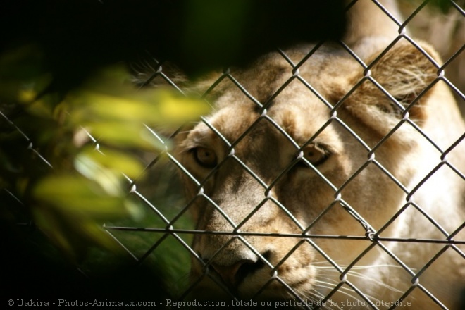 Photo de Lion