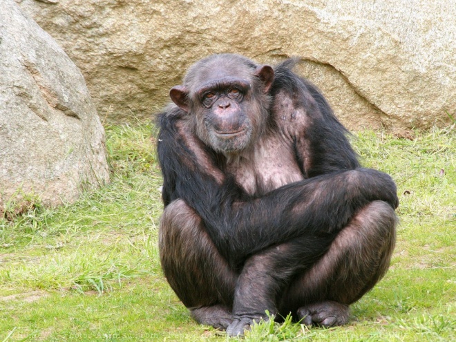 Photo de Singe - chimpanz