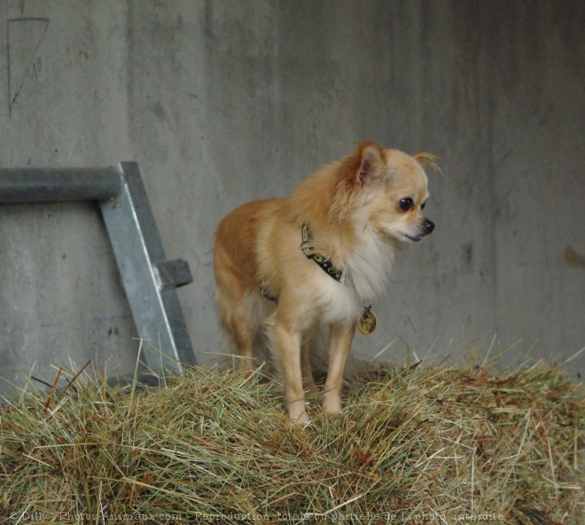 Photo de Chihuahua  poil long