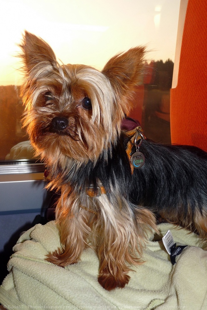 Photo de Yorkshire terrier