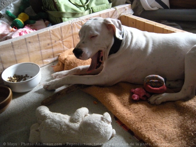 Photo de Dogue argentin