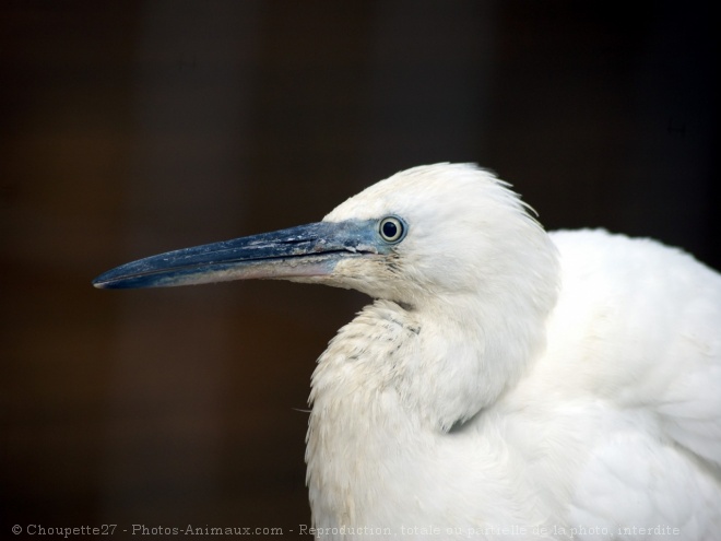 Photo d'Aigrette