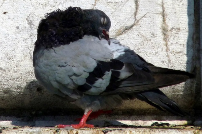 Photo de Pigeon