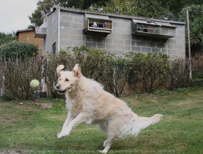 Photo de Golden retriever