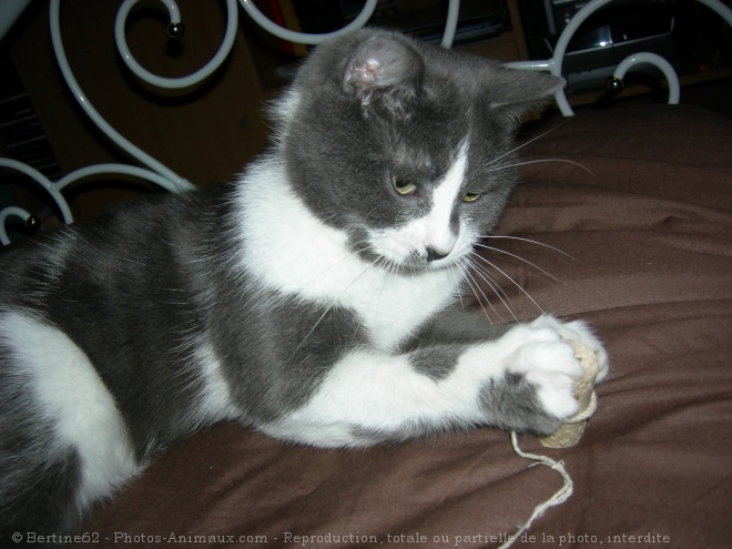 Photo de Chat domestique