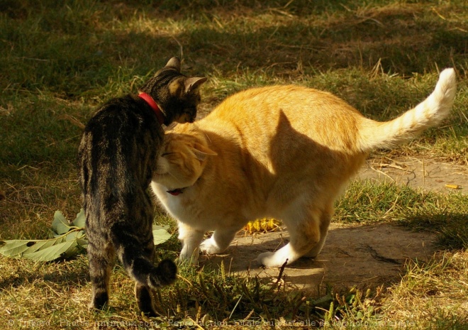 Photo de Chat domestique