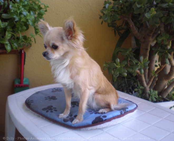 Photo de Chihuahua  poil long