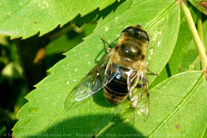 Photo d'Abeille