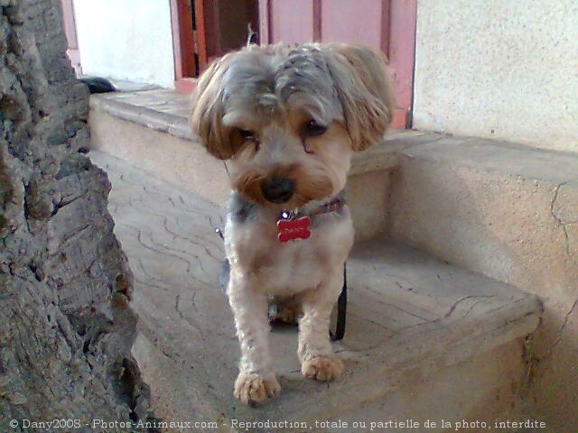 Photo de Yorkshire terrier