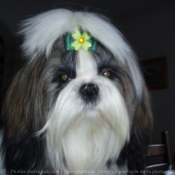 Photo de Shih tzu