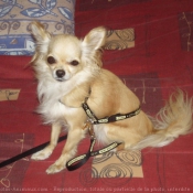 Photo de Chihuahua  poil long