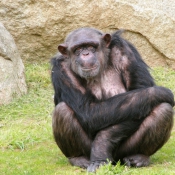 Photo de Singe - chimpanz