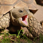 Photo de Tortue