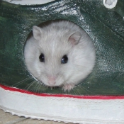 Photo de Hamster