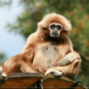 Photo de Singe - gibbon