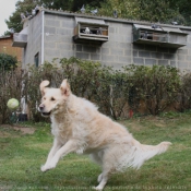 Photo de Golden retriever