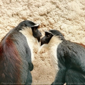 Photo de Singe - cercopithque