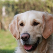 Photo de Golden retriever