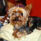 Photo de Yorkshire terrier