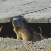 Photo de Marmotte