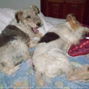 Photo de Fox terrier  poil dur