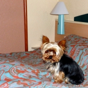 Photo de Yorkshire terrier