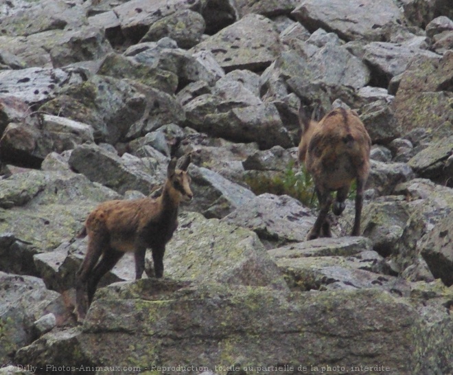 Photo de Chamois