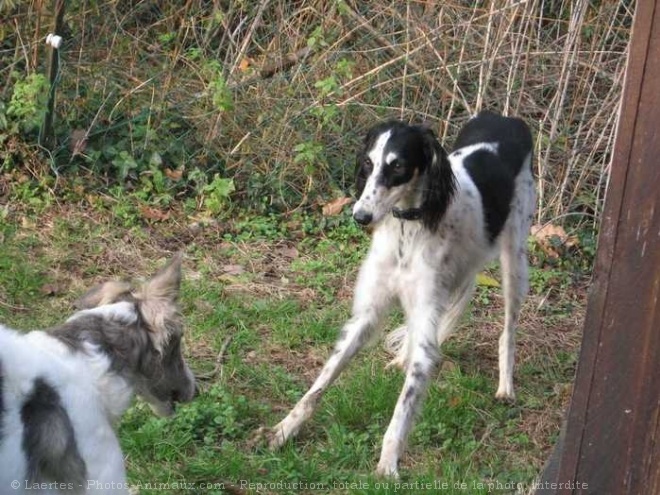 Photo de Saluki  poil frang